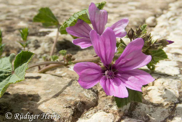 Malva sylvestris (Wilde Malve), 21.3.2024