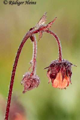 Geum rivale (Bach-Nelkenwurz)