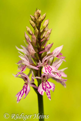 Dactylorhiza maculata (Geflecktes Knabenkraut), 5.6.2014