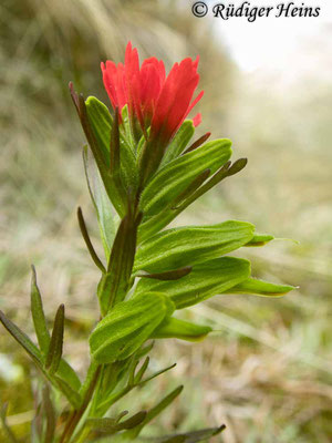 Castilleja nubigena (Scharfborstige Castilleje), 14.2.2020