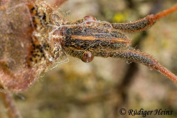 Leptoglossus occidentalis (Zapfenwanze)