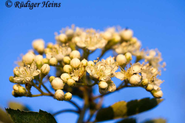 Sorbus intermedia (Schwedische Mehlbeere)