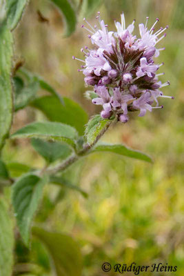 Mentha aquatica (Wasserminze), 5.8.2019