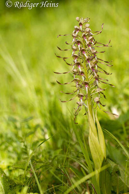 Himantoglossum hircinum (Bocks-Riemenzunge), 21.5.2015