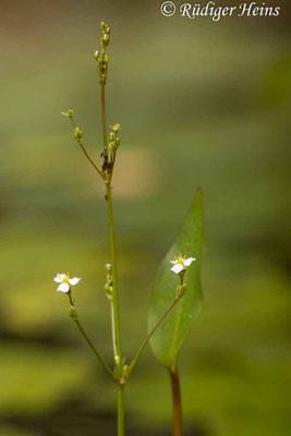 Alisma plantago-aquatica (Gewöhnlicher Froschlöffel), 6.8.2023