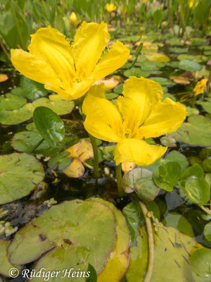 Nymphoides peltatum (Seekanne)
