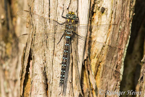 Aeshna juncea, Torf-Mosaikjungfer, Männchen