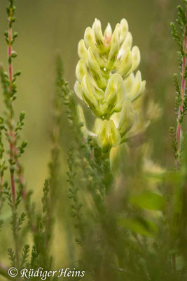 Astragalus glycyphyllos (Bärenschote)