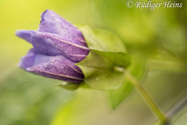 Nicandra physalodes (Giftbeere), 19.9.2022