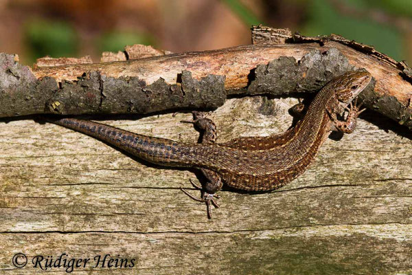 Zootoca vivipara (Waldeidechse)