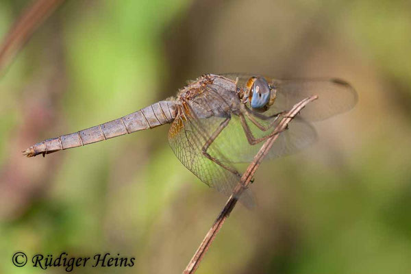 Crocothemis erythraea, Feuerlibelle, Weibchen