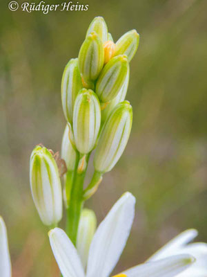 Anthericum ramosum (Ästige Graslilie)
