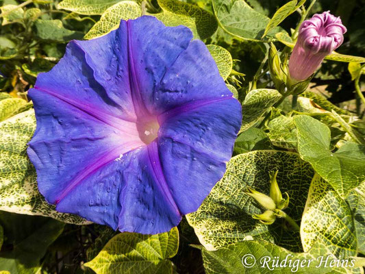 Ipomoea purpurea (Purpur-Prunkwinde), 24.6.2021