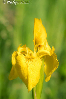 Iris pseudacorus (Sumpf-Schwertlilie), 7.6.2019