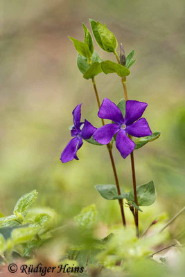 Vinca major (Großes Immergrün), 27.4.2023