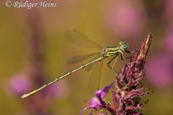 Lestes barbarus (Südliche Binsenjungfer) Männchen, 26.7.2021 - Makroobjektiv 180mm f/3.5