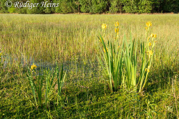 Iris pseudacorus (Sumpf-Schwertlilie), 26.5.2023