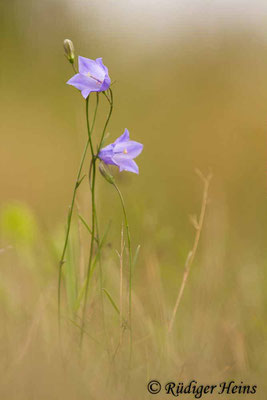 Campanula rotundifolia (Rundblättrige Glockenblume), 25.8.2020