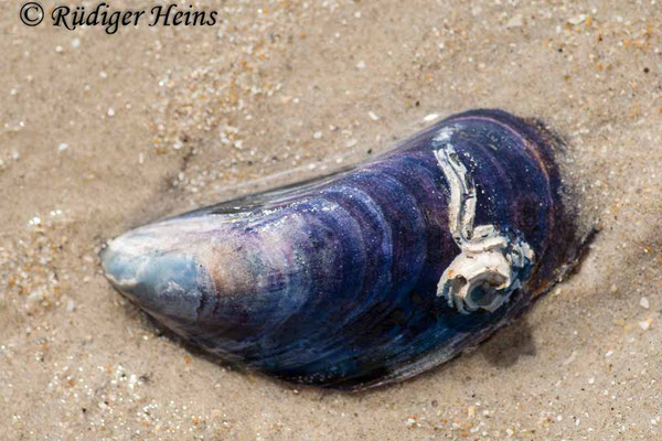 Mytilus edulis (Gemeine Miesmuschel), 17.7.2008