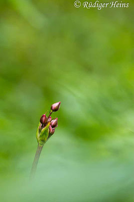 Schwanenblume (Butomus umbellatus), 27.7.2023 - Makroobjektiv 180mm f/3.5