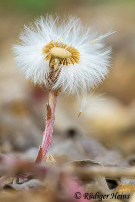 Tussilago farfara (Huflattich)