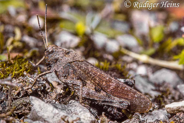 Psophus stridulus (Rotflüglige Schnarrschrecke) Männchen