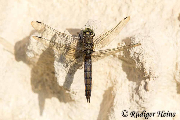 Orthetrum cancellatum (Großer Blaupfeil) Weibchen, 22.9.2019