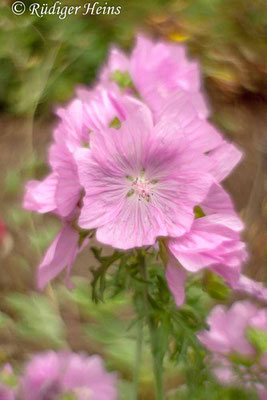 Malva alcea (Rosen-Malve), 5.7.2015