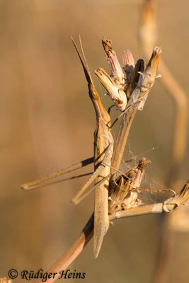 Acrida ungarica (Gewöhnliche Nasenschrecke) Weibchen