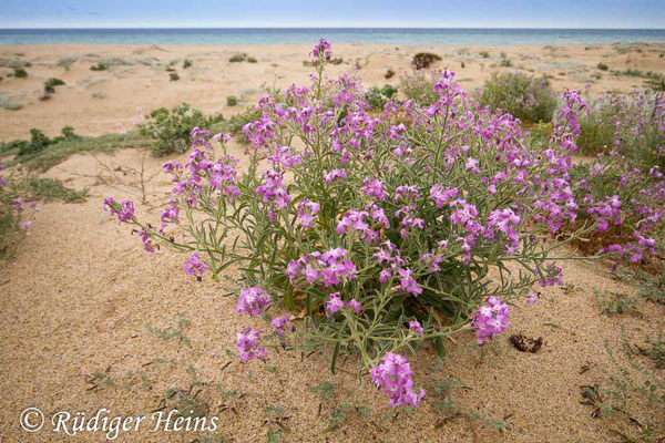 Matthiola tricuspidata (Dreihörnige Levkoje), 22.5.2013