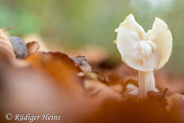 Helvella crispa (Herbst-Lorchel), 2.11.2022