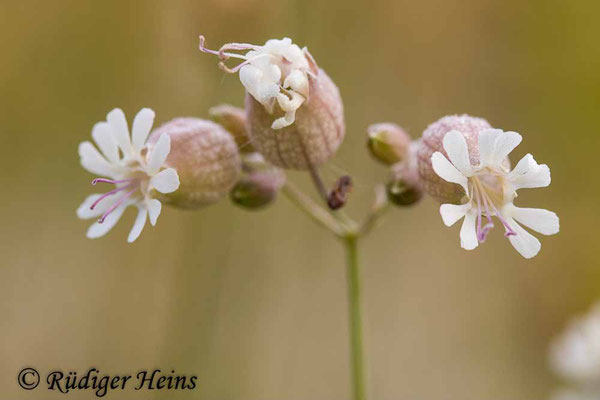 Silene vulgaris (Taubenkropf-Leimkraut), 20.7.2021