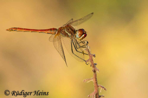 Frühe Heidelibelle Männchen (Sympetrum fonscolombii), 11.10.025 - Telezoom 100-400mm/f5,6-8 