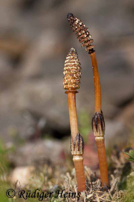 Equisetum arvense (Acker-Schachtelhalm), 22.4.2007