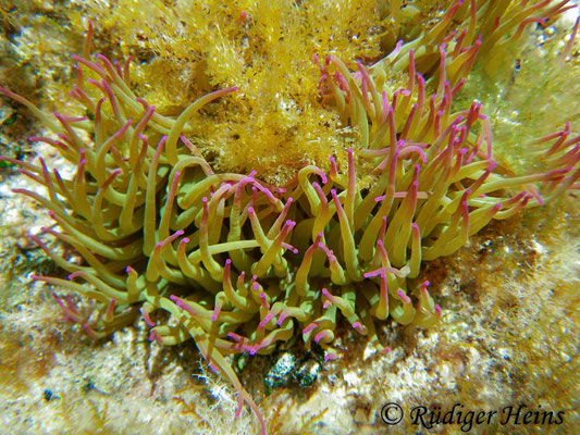 Anemonia sulcata (Wachsrose)