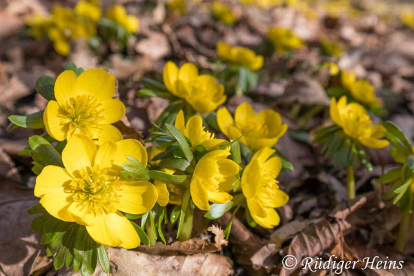 Eranthis hyemalis (Winterling), 22.2.2021