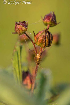 Comarum palustre (Sumpf-Blutauge)