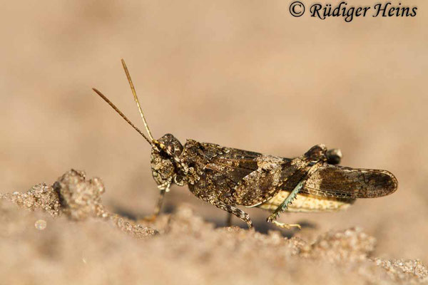 Oedipoda caerulescens (Blauflügelige Ödlandschrecke) Männchen, 2.8.2018