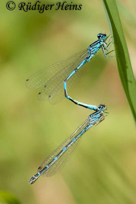 Coenagrion ornatum (Vogel-Azurjungfer) Tandem, 2.6.2011