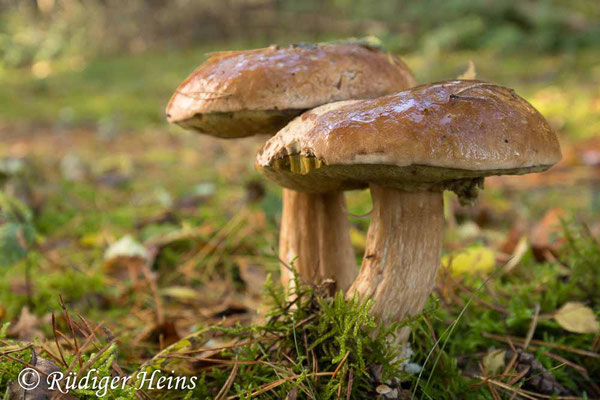 Steinpilz (Boletus edulis), 14.10.2023 - Weitwinkelzoom 16-35mm f/4