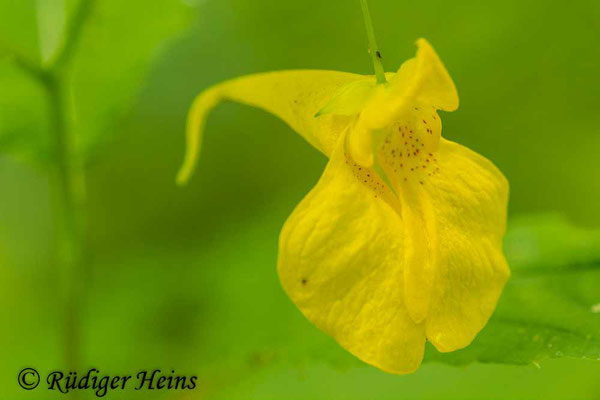 Impatiens noli-tangere (Großes Springkraut), 13.7.2014