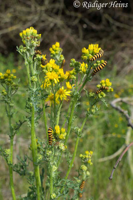 Tyria jacobaeae (Jakobskrautbär oder Blutbär) Raupe, 1.7.2019