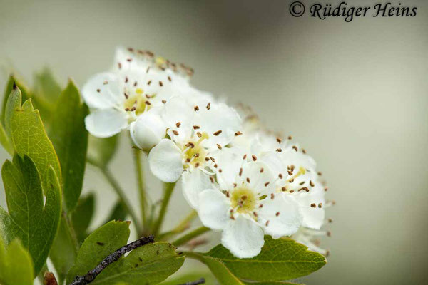 Crataegus monogyna (Eingriffeliger Weißdorn), 14.5.2019