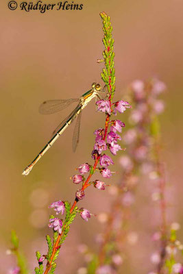 Lestes virens (Kleine Binsenjungfer) Weibchen, 15.8.2016