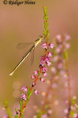 Lestes virens (Kleine Binsenjungfer) Weibchen, 15.8.2016