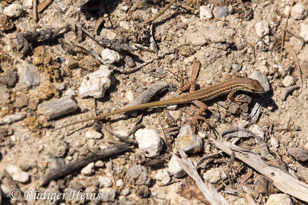 Ophisops elegans (Europäisches Schlangenauge), 2.10.2017