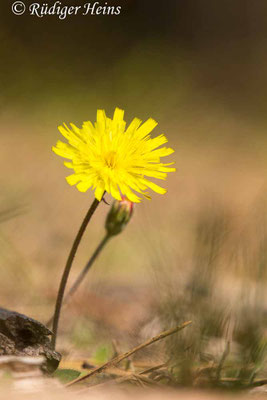 Hieracium pilosella (Kleines Habichtskraut)