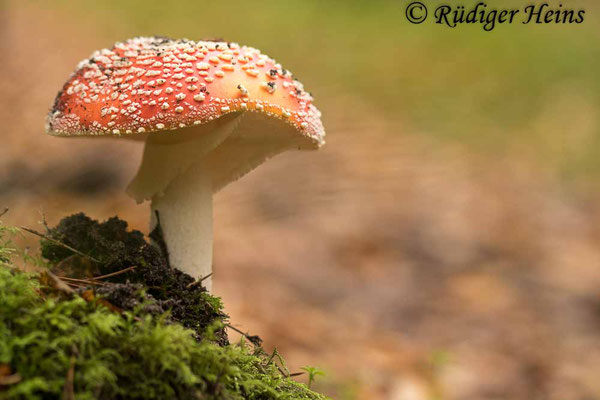 Amanita muscaria (Fliegenpilz), 1.11.2022