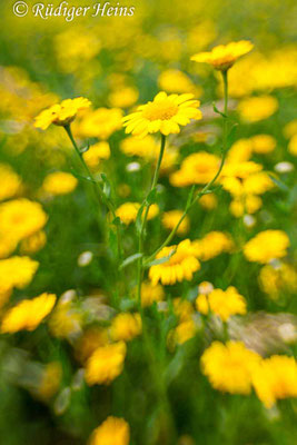 Glebionis segetum (Saat-Wucherblume)