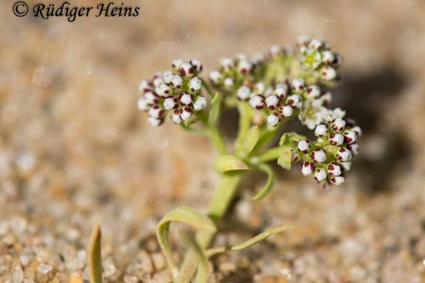 Corrigiola litoralis, Gemeiner Hirschsprung